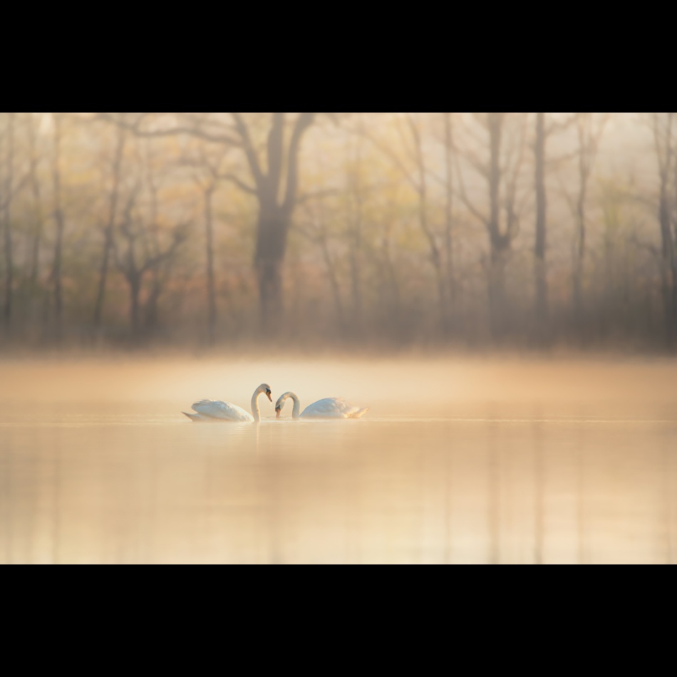  w mglistym poranku . . Zdjęcie 337078