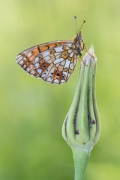 Boloria selene