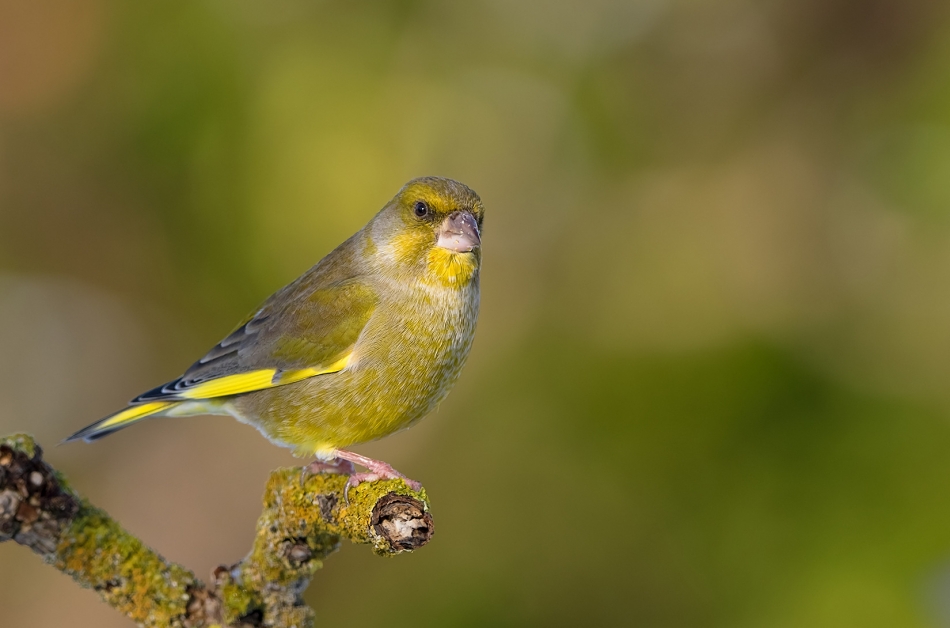 roman53 - Dzwoniec. . Zdjęcie 322348