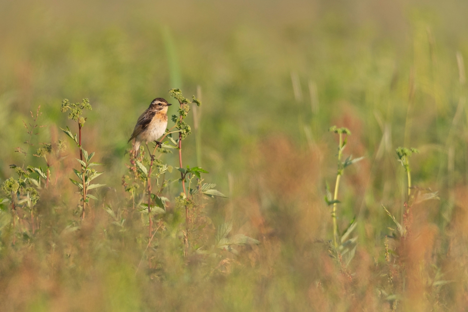 tomeq67 - Pokląskwa. . Zdjęcie 271746