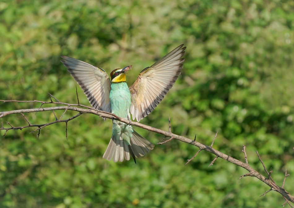 amigamedia - W pełnej krasie. Żołna (Merops apiaster). Zdjęcie 316526