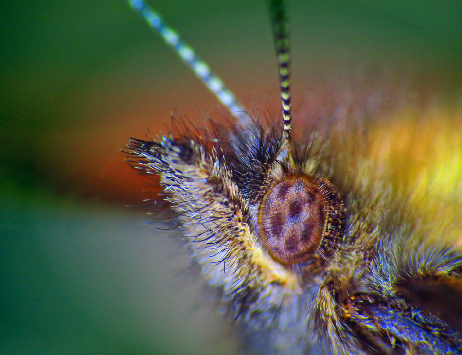 gravik - motyl. . Zdjęcie 113735