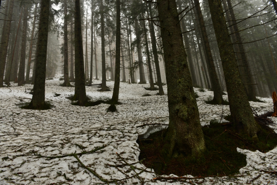 piopol - .... . Zdjęcie 243198