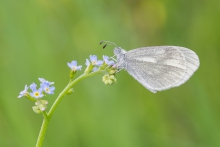 Leptidea sinapis