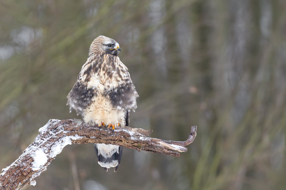 Portrecik. Myszołów włochaty (Buteo lagopus). Zdjęcie 338668
