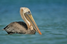 Pelikan brunatny.