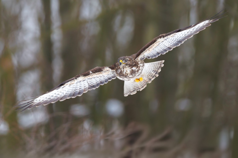Lotnik. Myszołów (buteo buteo). Zdjęcie 338703