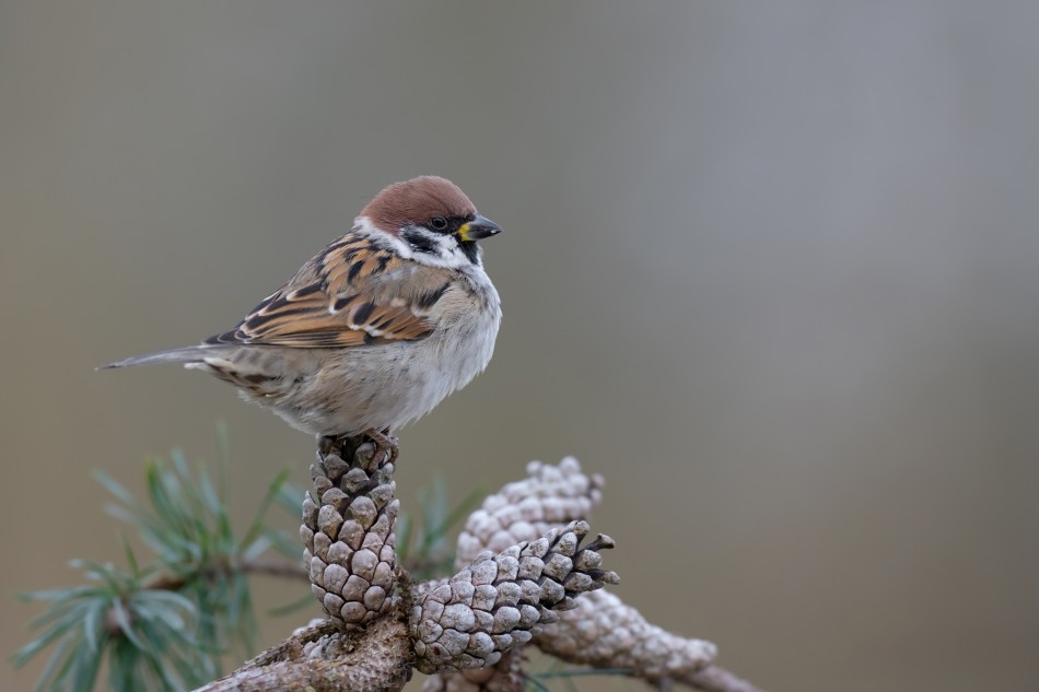 Na szyszce. Mazurek (Passer montanus. Zdjęcie 339433