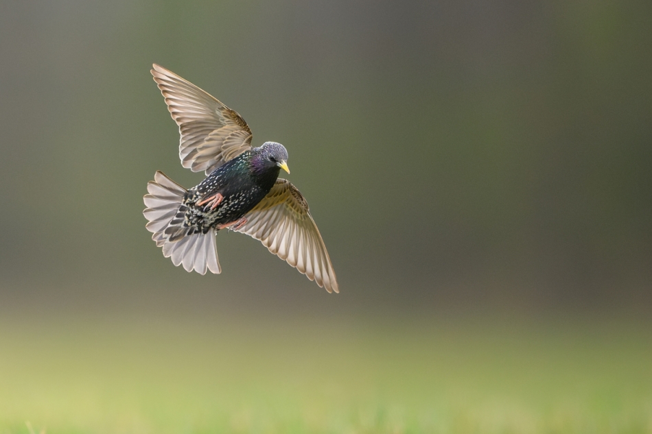 raftik - Szpak, Common Starling (Sturnus vulgaris) ... 2025r. . Zdjęcie 332412