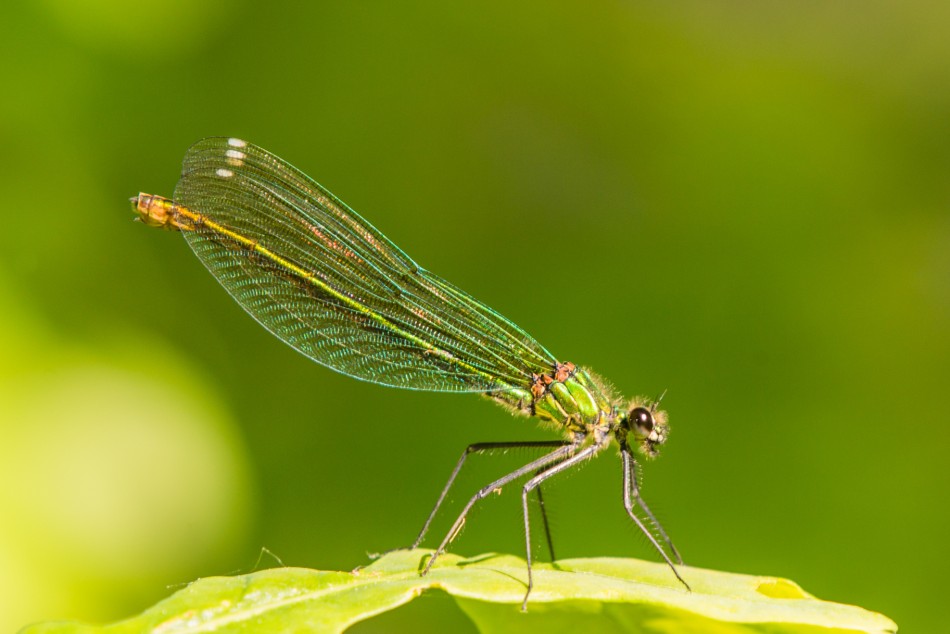 annakam - Świtezianka błyszcząca -samica. . Zdjęcie 338100