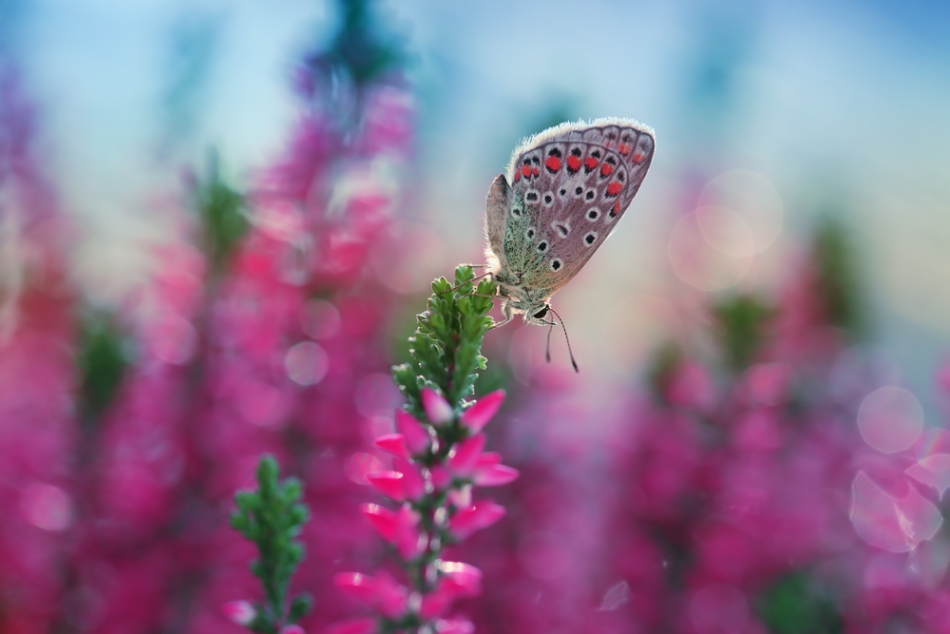 bluejeans - Wrzosowy zapach. . Zdjęcie 255880