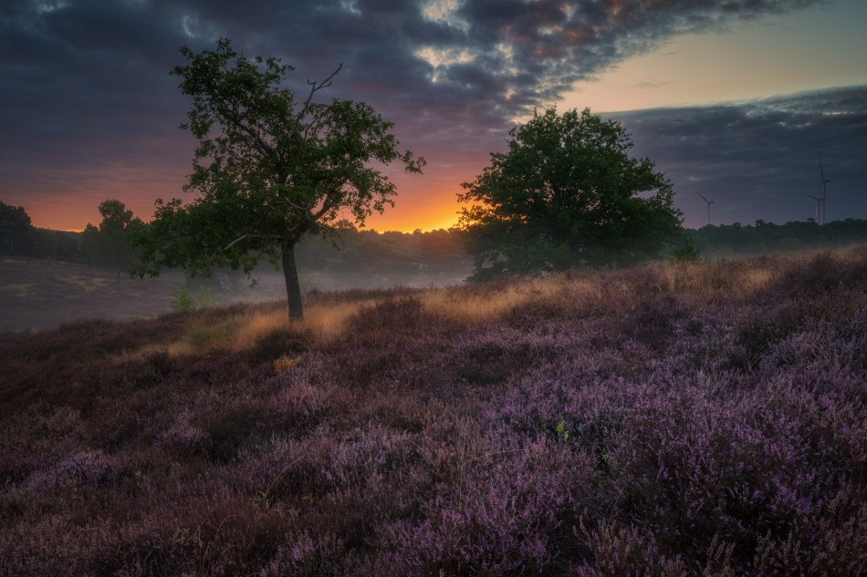 adampa - FIELDS OF HEATHER. . Zdjęcie 335071