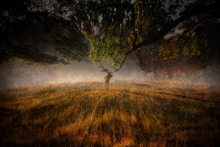 Oak King 