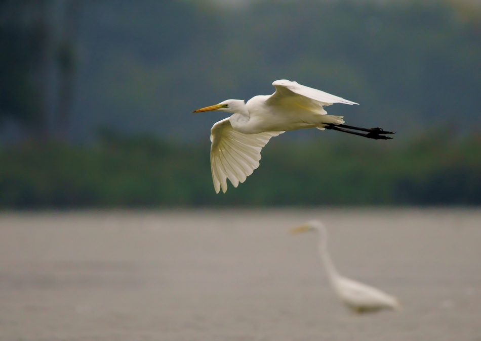 amigamedia - Białasy. Czapla biała - Egretta alba  . Zdjęcie 229112