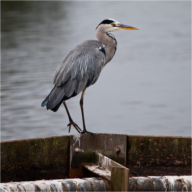 vodek - Na zaporze. . Zdjęcie 12169