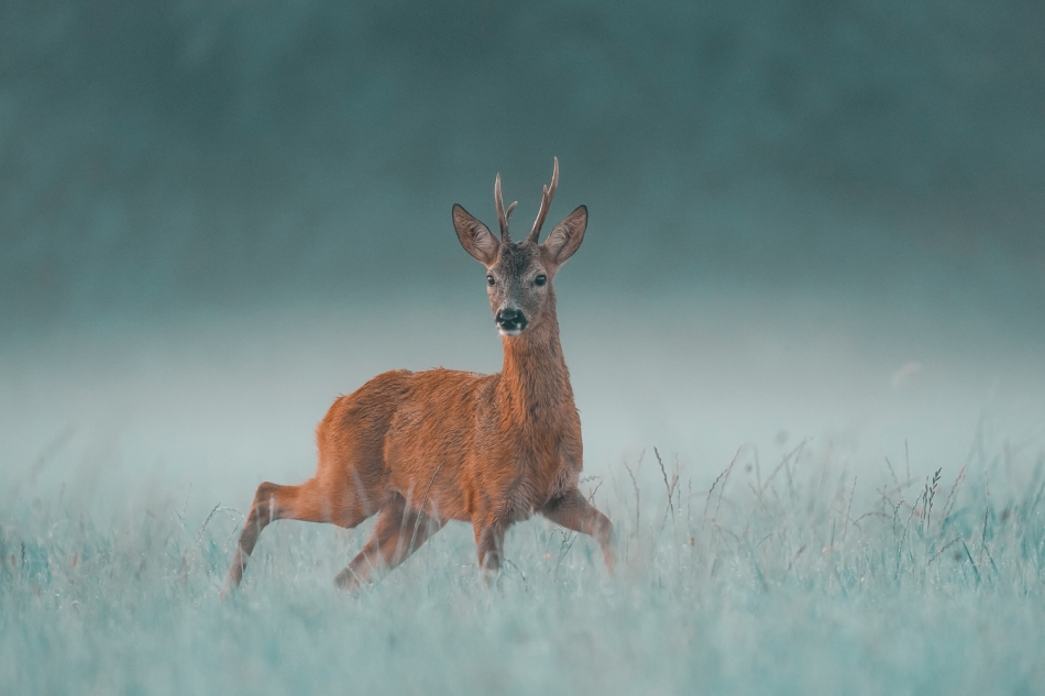 amigamedia - Król Gorzyckich łąk. Piękne spotkanie,z tak dostojnym kawalerem.Oby było mu dane dotrwać sędziwego wieku. Sarna (Capreolus capreolus) Przyroda naszego regionu - Gorzyce. . Zdjęcie 317387