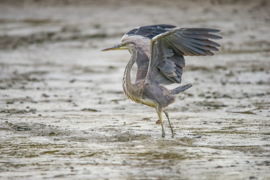 amigamedia - Pomnikowo. Czapla siwa (Ardea cinerea) . Zdjęcie 278454
