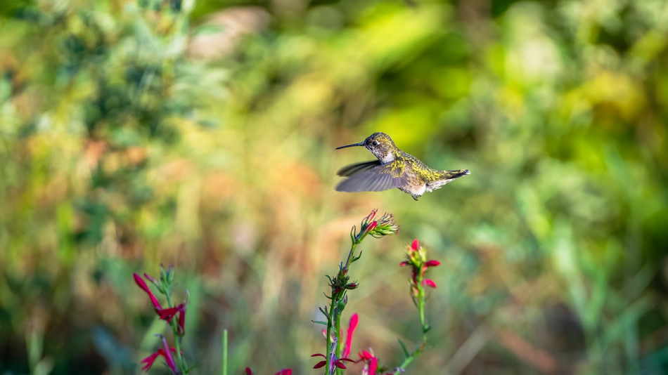 fotosc - . Ruby throated hummingbird . Zdjęcie 313665