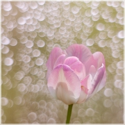 Pantulip