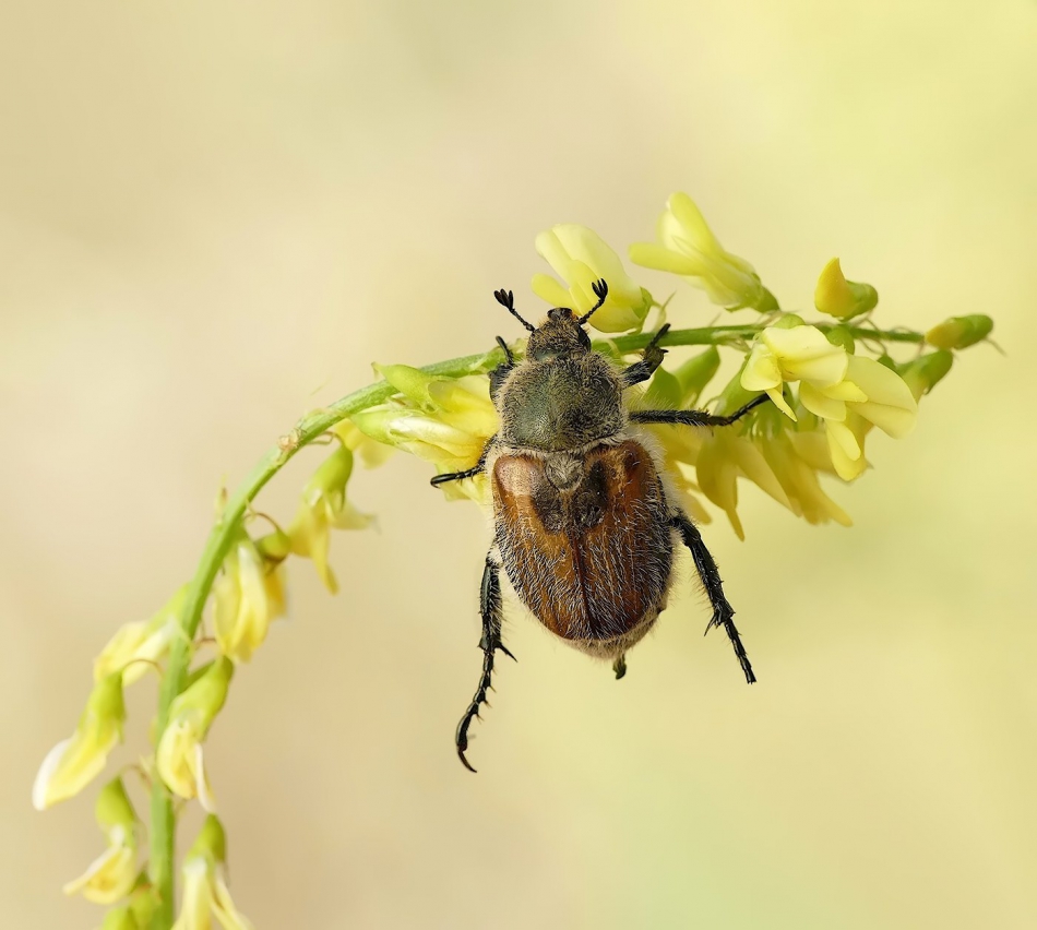 keni - Guniak czerwczyk (Amphimallon solstitiale). . Zdjęcie 315749