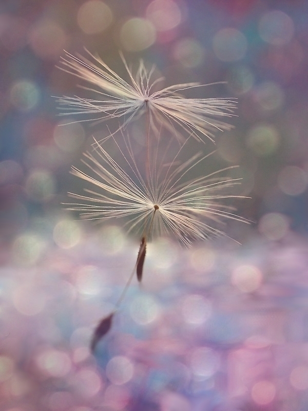 madalia - Tancerze. . Zdjęcie 149118