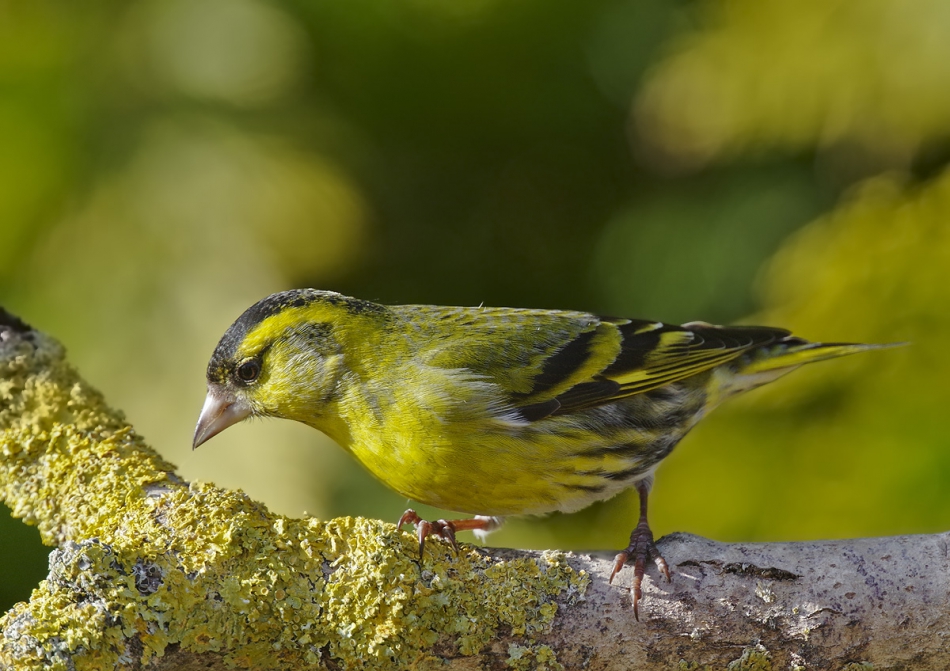 przyb - Samiec czyża. . Zdjęcie 190244