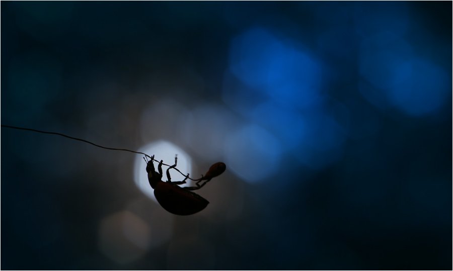 bluejeans - Na huśtawce. . Zdjęcie 18106