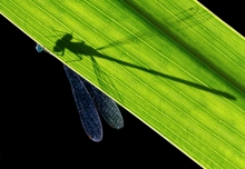 o