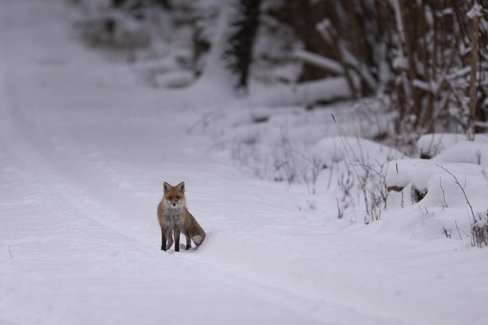 Lis . . Zdjęcie 338105