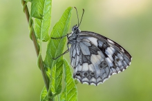Melanargia galathea
