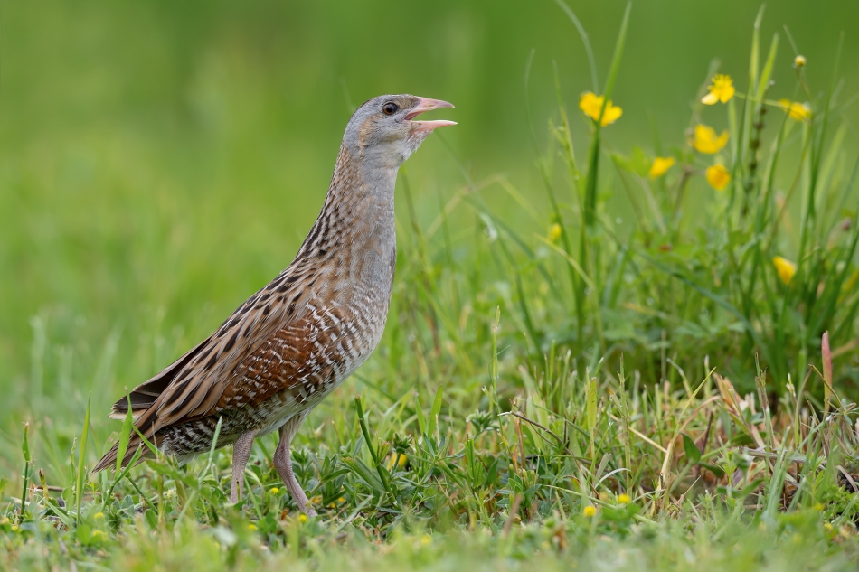 fotodam - Derkacz. Derkacz (Crex crex) Corn Crake . Zdjęcie 324447