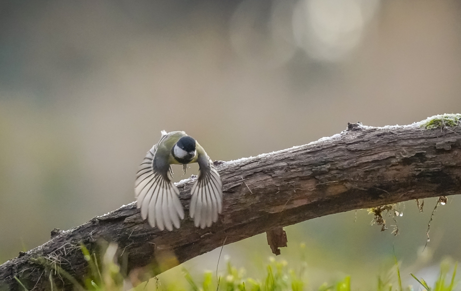 amigamedia - Startowy ptak. Sikorka bogatka (Parus major). Przyroda naszego regionu - Czyżowice. Sony ILCE-9+Sony SEL200600G FE 200-600mm f/5.6-6.3 G OSS Przysłona: f/6,3; Czas ekspozycji: 1/3200 s; ISO: 6400; Ogniskowa: 600 mm.. Zdjęcie 309123