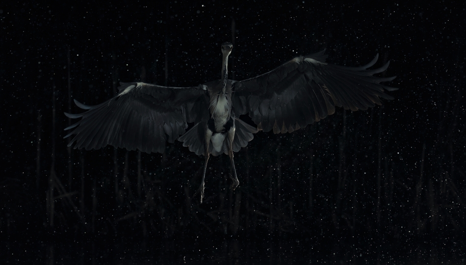 Herons Galaxy. . Zdjęcie 334157