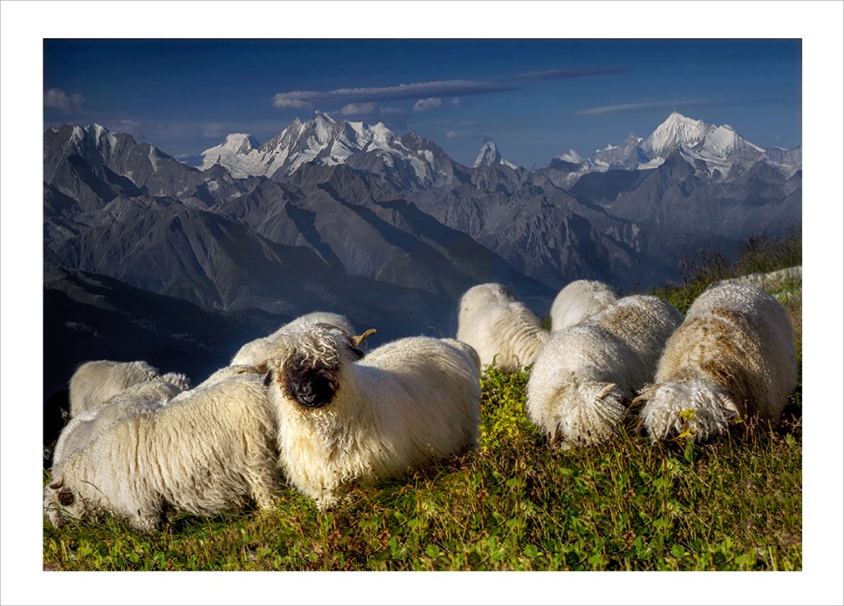 Alpejskie Barany. .. Zdjęcie 338364