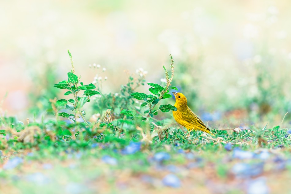 Pastelowy poranek. W rozległej, zalanej światłem przestrzeni Pantanalu, gdzie w porze suchej trawy przeplatają się z drobnymi kwiatami i niskimi krzewami, szafranka złotogłowa (Sicalis flaveola) czuje się jak u siebie. . Zdjęcie 339183