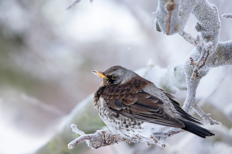 roman53 - . . Zdjęcie 281252