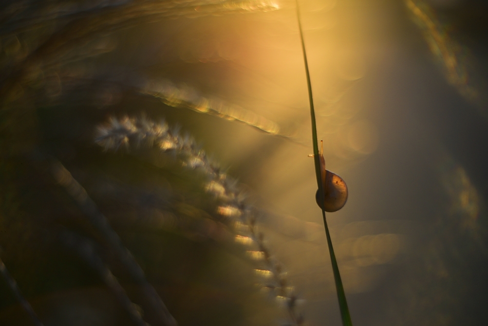 izis - .... . Zdjęcie 336533