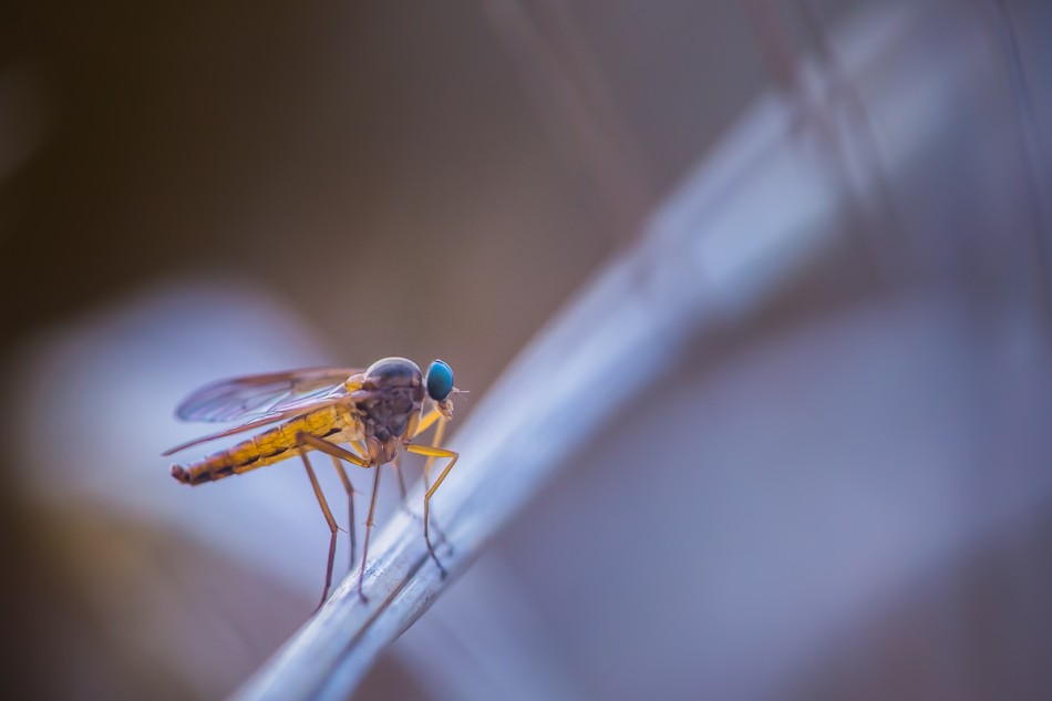 .... . Zdjęcie 338714