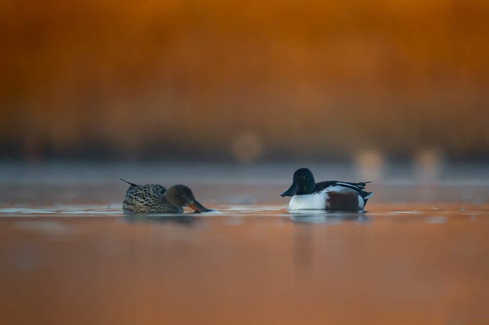 Płaskonosy w ogniu. Płaskonos (Anas clypeata) . Zdjęcie 339751