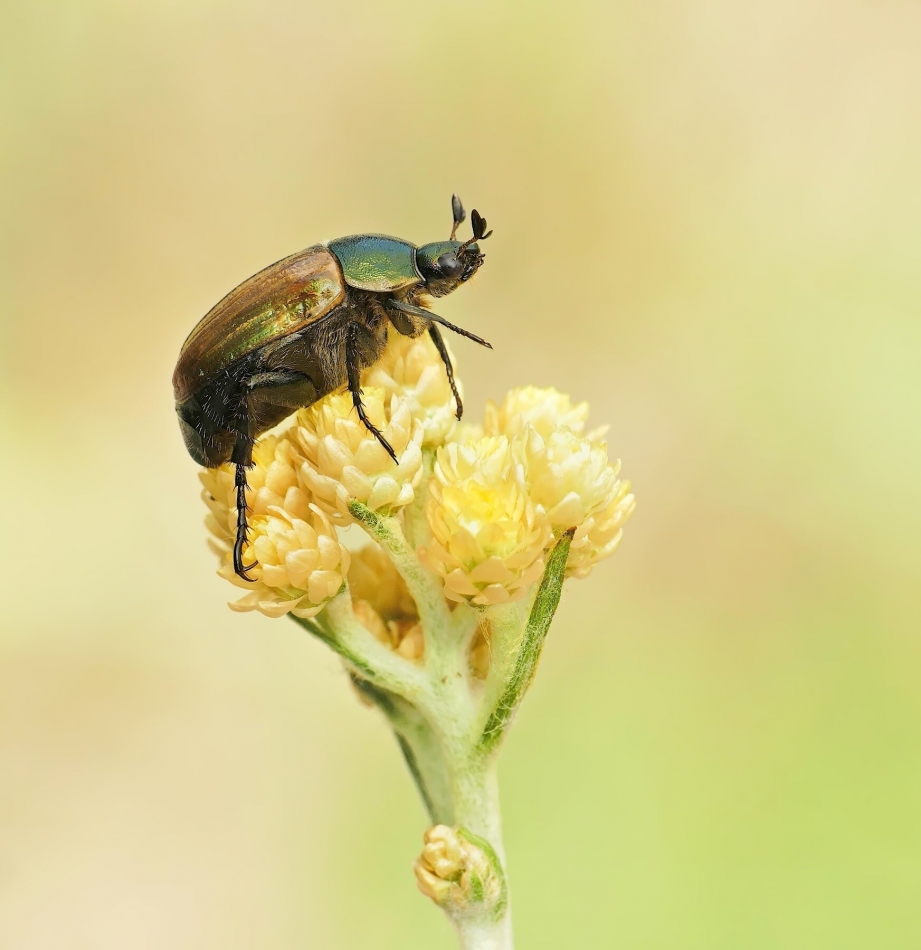 keni - Ogrodnica niszczylistka - Phyllopertha horticola. PE proszę. Zdjęcie 325484