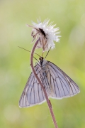 Dyblik liniaczek