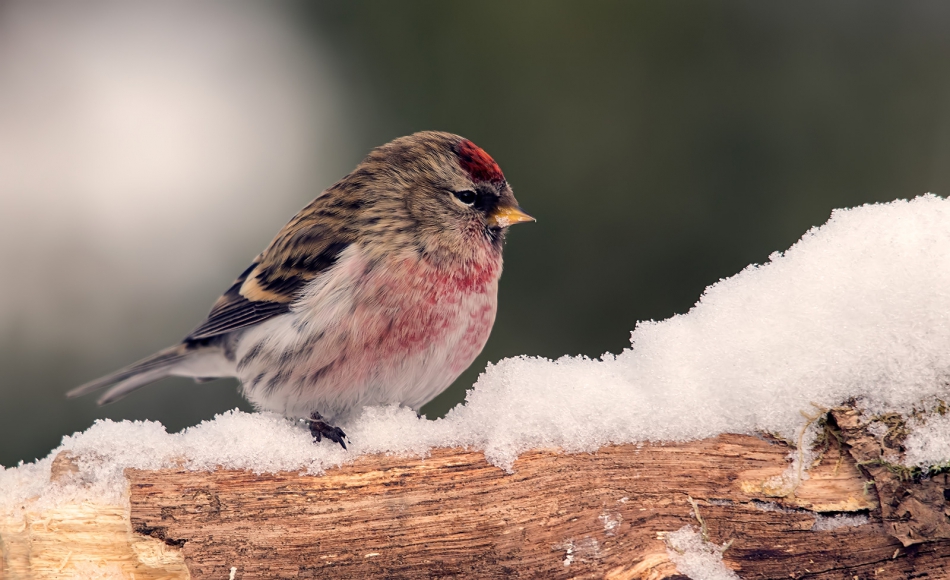 roman53 - Czeczotka. . Zdjęcie 311232