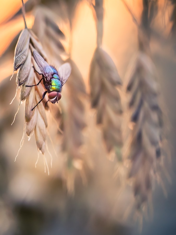 .... . Zdjęcie 339483