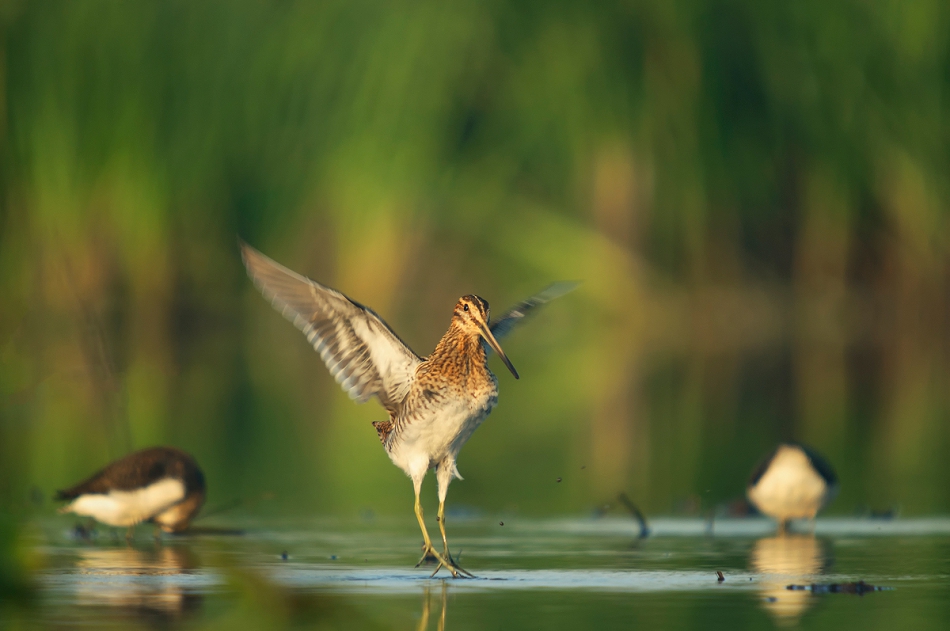 robertsoul - I kto jest królem disco ?!. (Gallinago gallinago). Zdjęcie 149613
