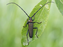 Aromia moschata