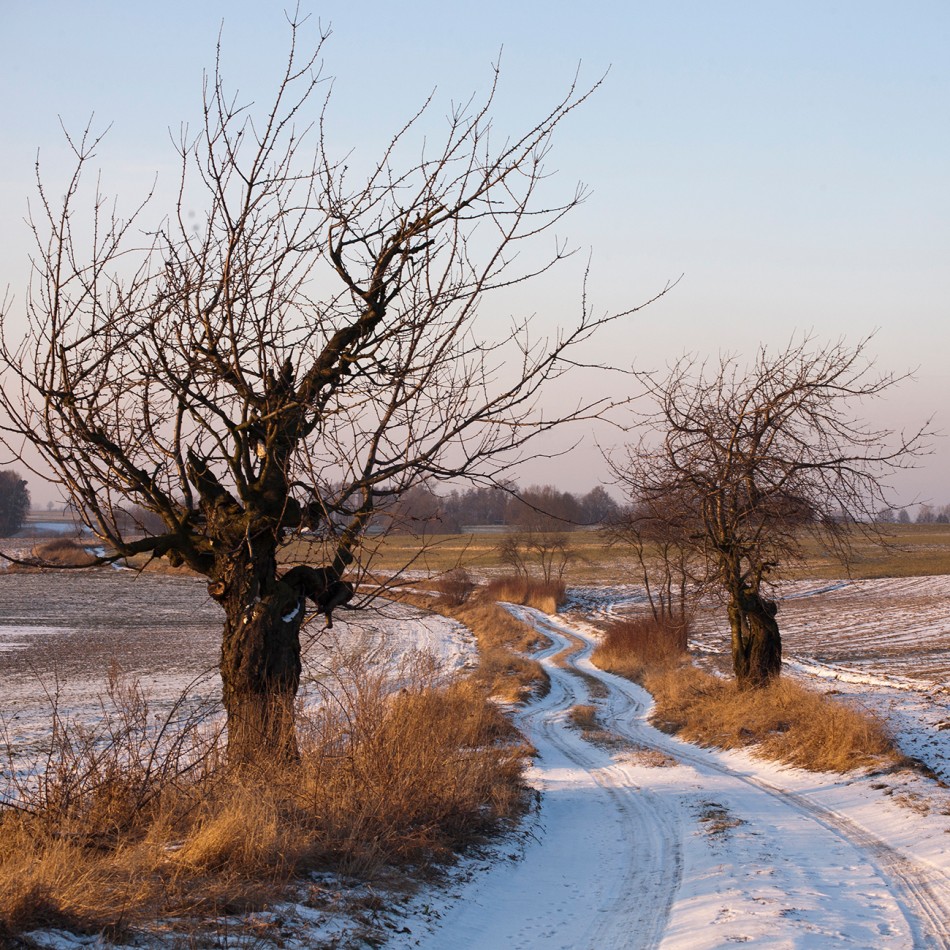 Zimowy krajobraz z nagimi drzewami.            . Zdjęcie 338965