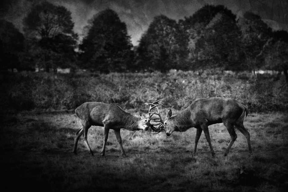 Potyczki przed  Dorosłością . . Zdjęcie 277890