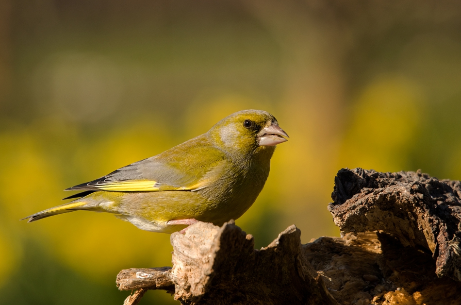 roman53 - . . Zdjęcie 309453