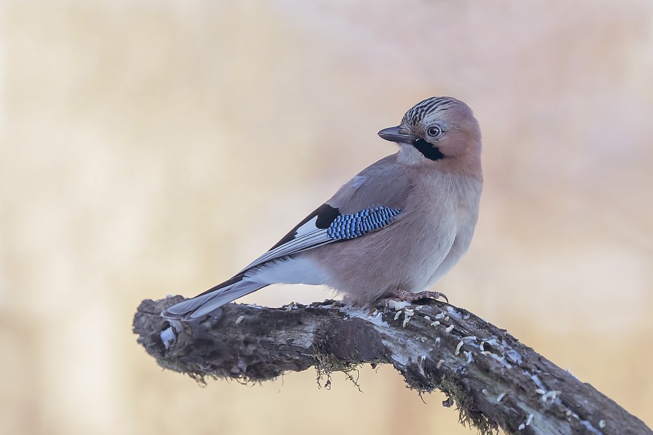 Sójka zwyczajna(Garrulus glandarius).. . Zdjęcie 338459