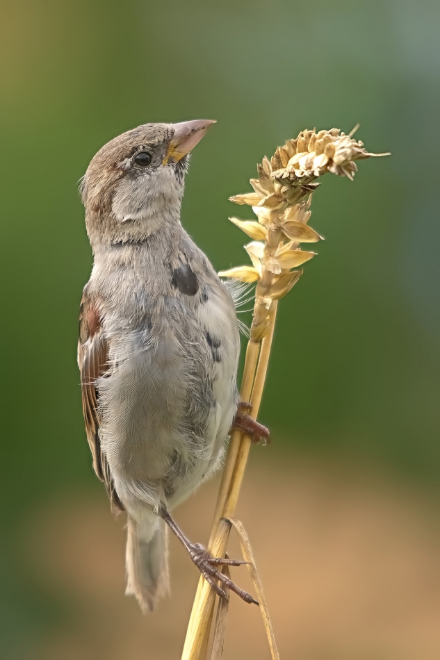 roman53 - . . Zdjęcie 291101